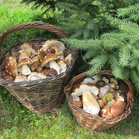 Alpský Dům Appartamento Železná Ruda